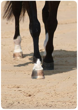 EQUIsand - Sabbia per fondi equestri prodotta da Lauzzana sas